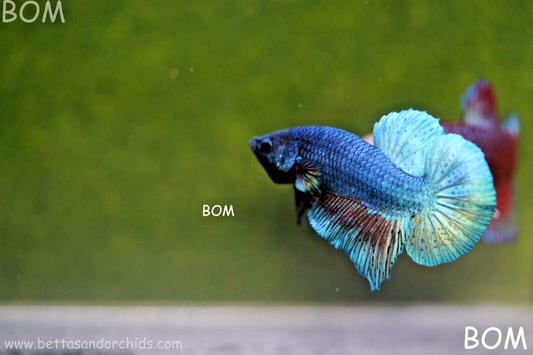 LIVE BETTA MALE GREEN ARMOUR SERIES HMPK I BOM-A103