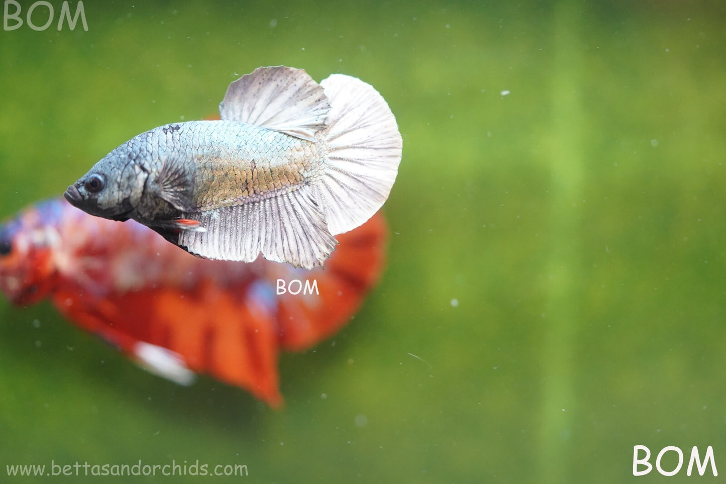 MALE COPPER SERIES HMPK Betta Fish: Live HMPK | BOM988