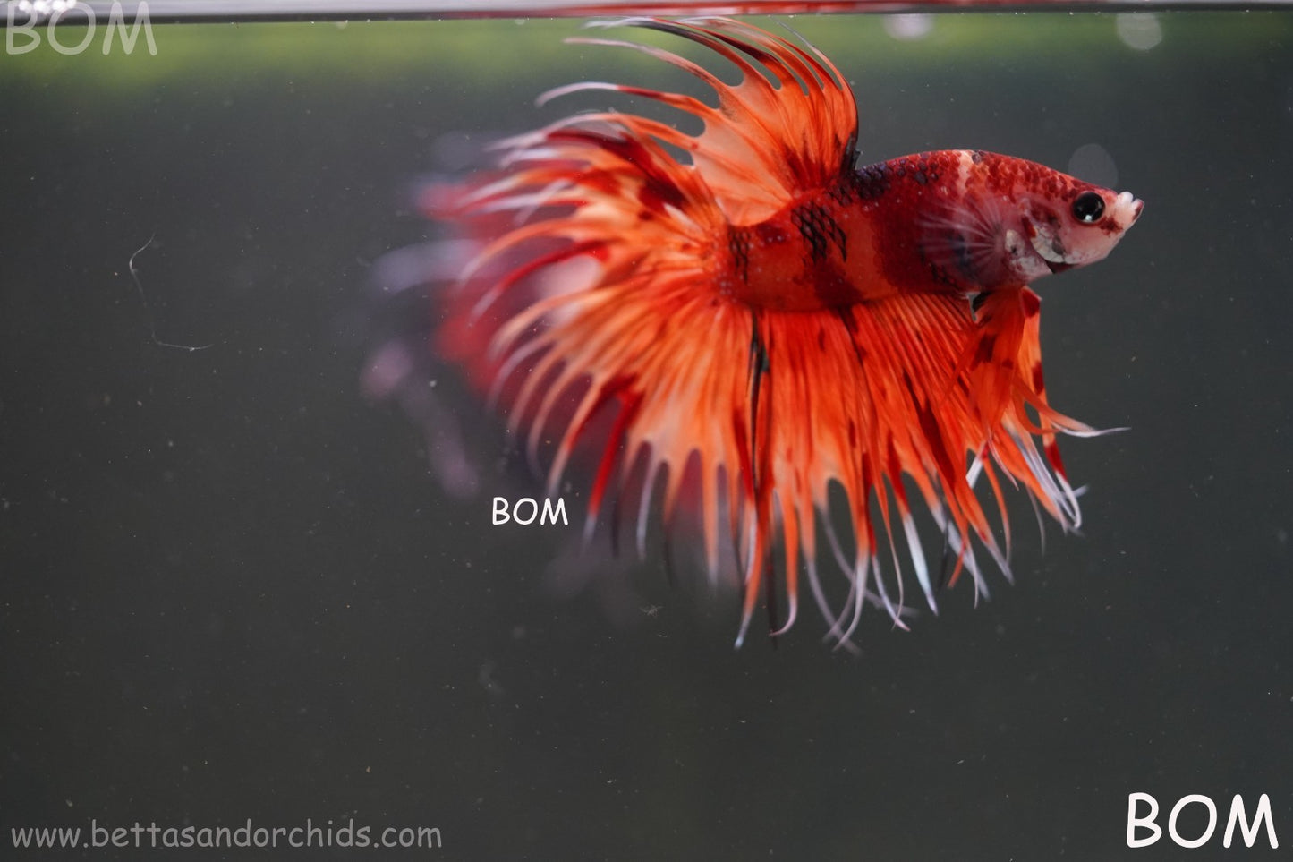 LIVE BETTA MALE CROWN REDS LEOPARDS :  Unique Fish | BOM-A299