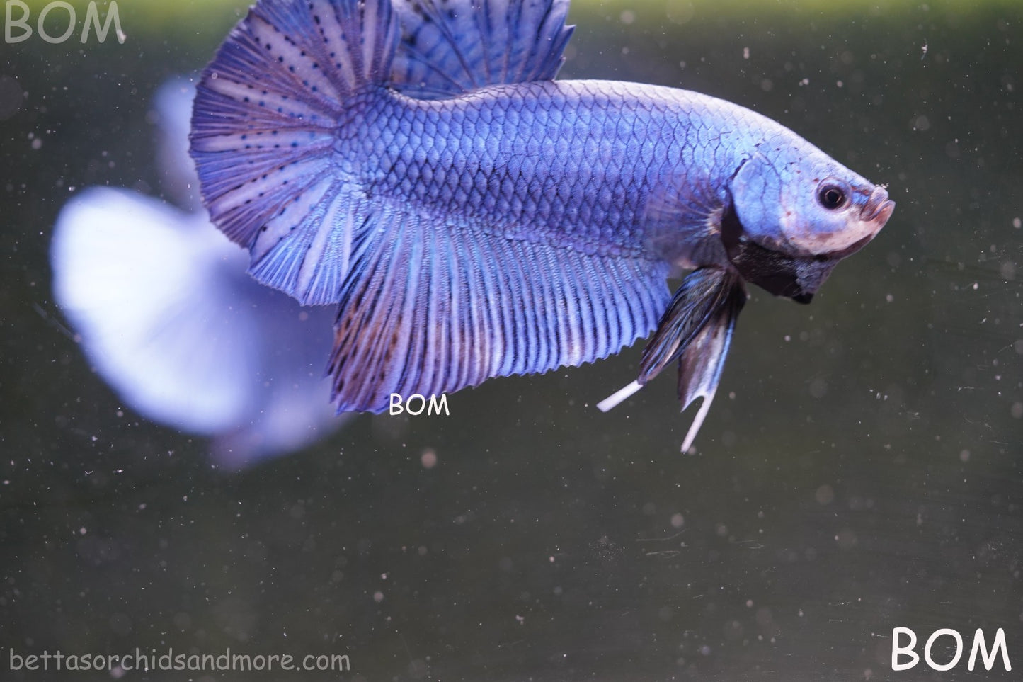 Betta Plakat GIANT MALE BLUE SERIES 5 CM BO | BOM-A305