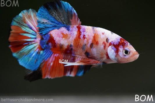 LIVE BETTTA MALE METALLIC MULTICOLOUR HMPK BEAUTIFUL COLOURS | BOM-A282