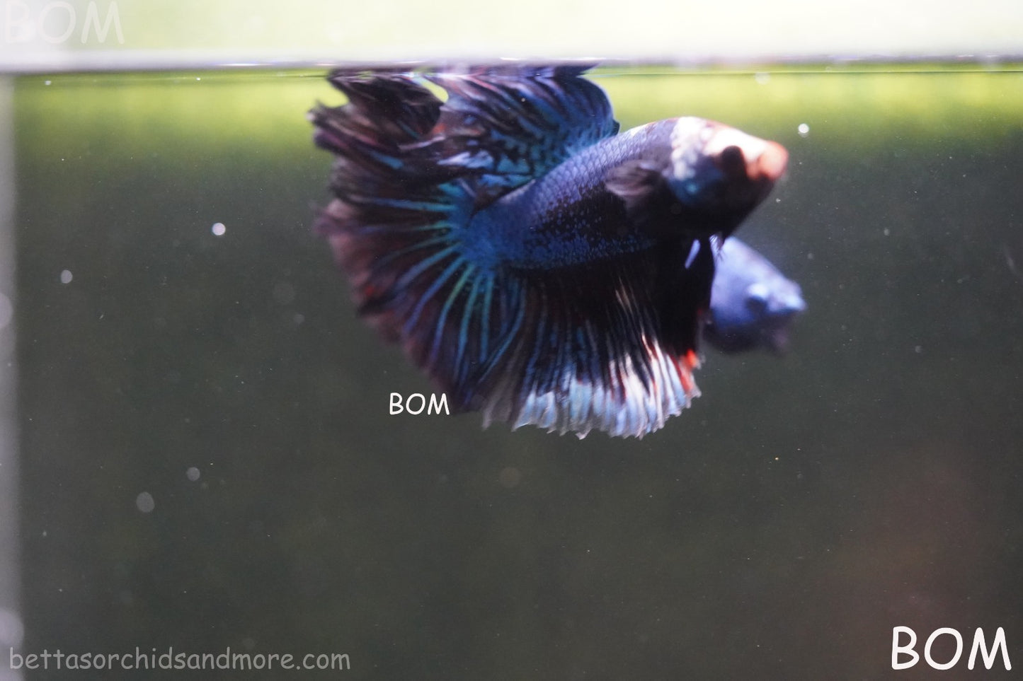 BETTA MALE LIVE HALF MOON TAIL MIDNIGHT BLUE  : Unique Fish | BOM-429