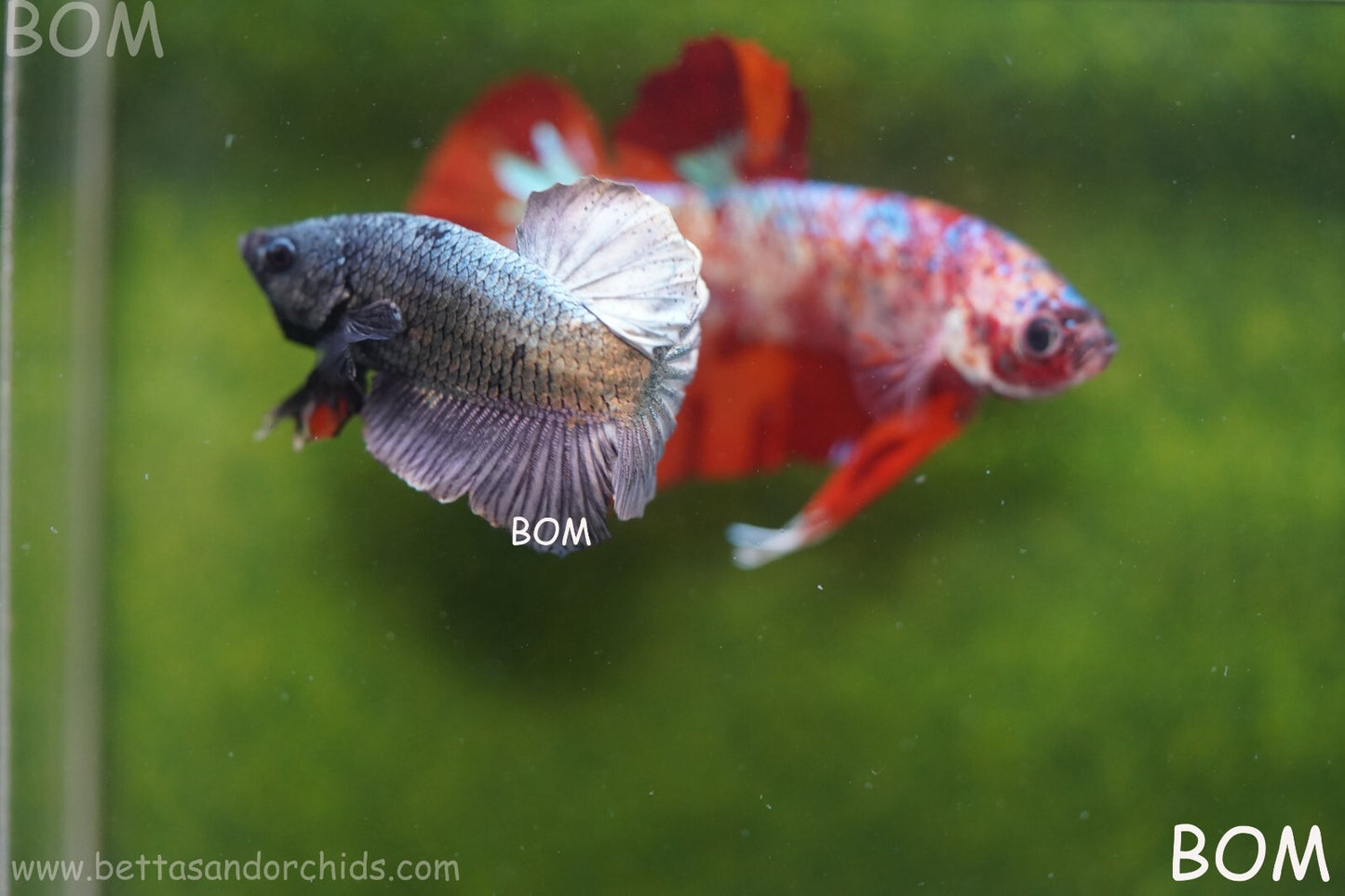 MALE COPPER SERIES HMPK Betta Fish: Live HMPK | BOM988