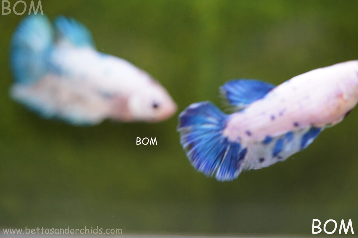 LIVE BETTA FEMALE BLUE MARBLE DOTS HMPK I BOM-A111