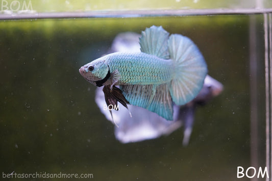 LIVE BETTA GIANT MALE BLUE SERIES 5 CM BO | BOM-A312