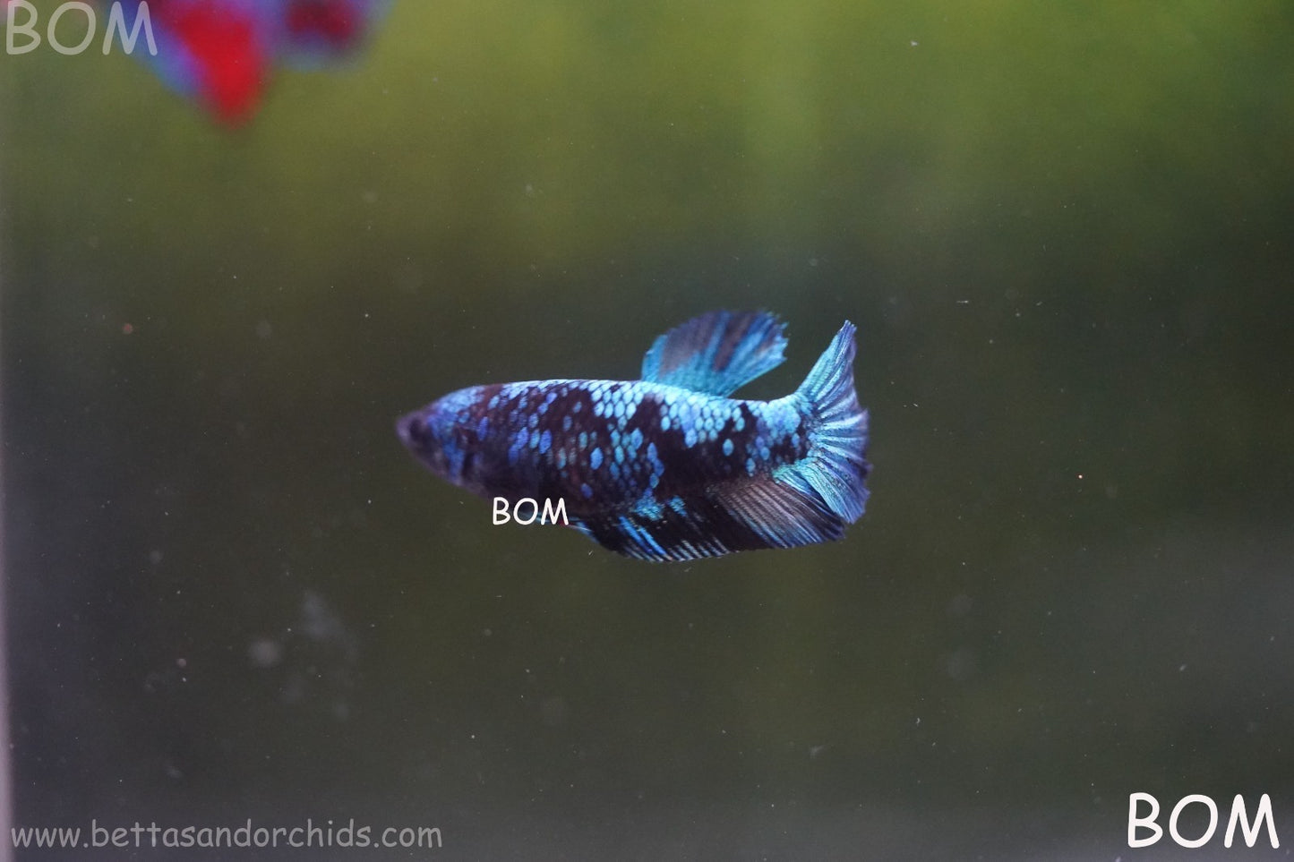 LIVE BETTA FEMALE HMPK GORDON GALAXY DUST | BOM-A503