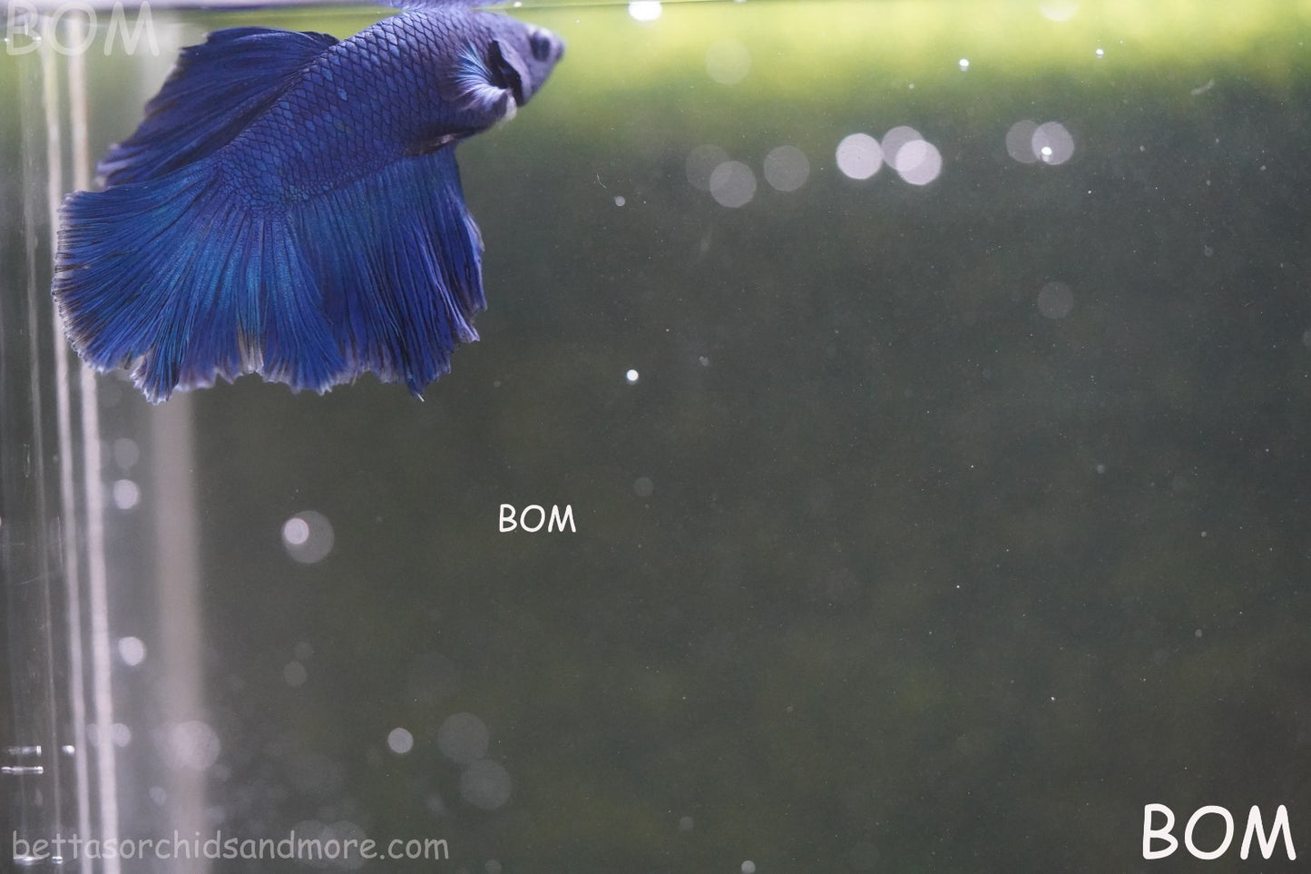 BETTA MALE LIVE HALF MOON TAIL BLUE BUTTERFLY  : Unique Fish | BOM-428
