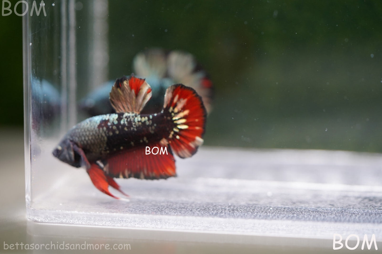 LIVE BETTA MALE AVATAR NEBULA:  Unique Fish | BOM-A234