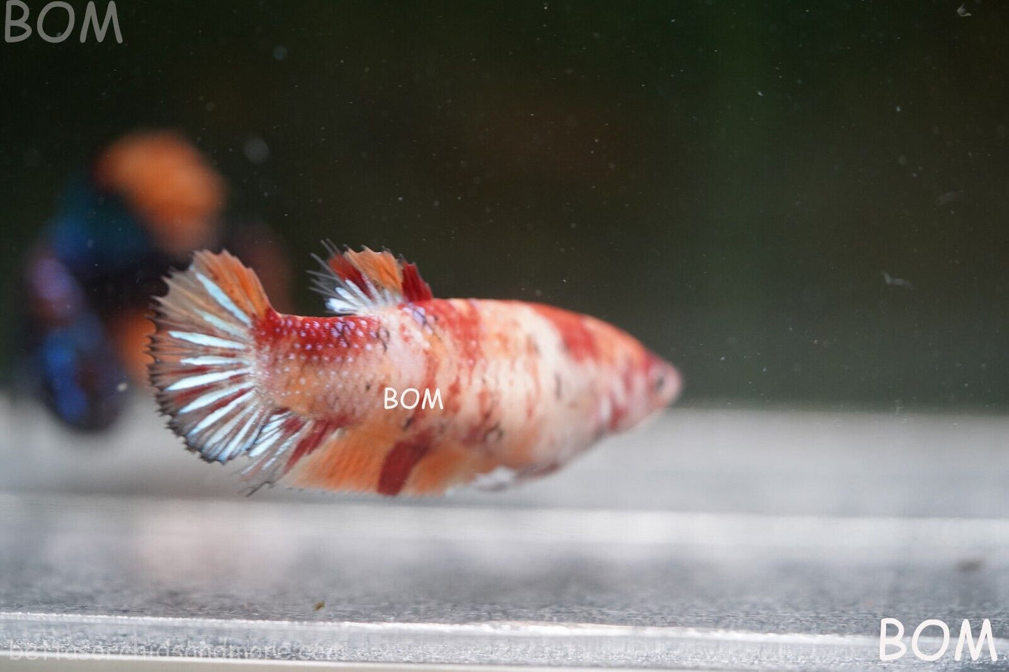 LIVE BETTTA BIG FEMALE MULTICOLOUR HMPK | BOM-A143