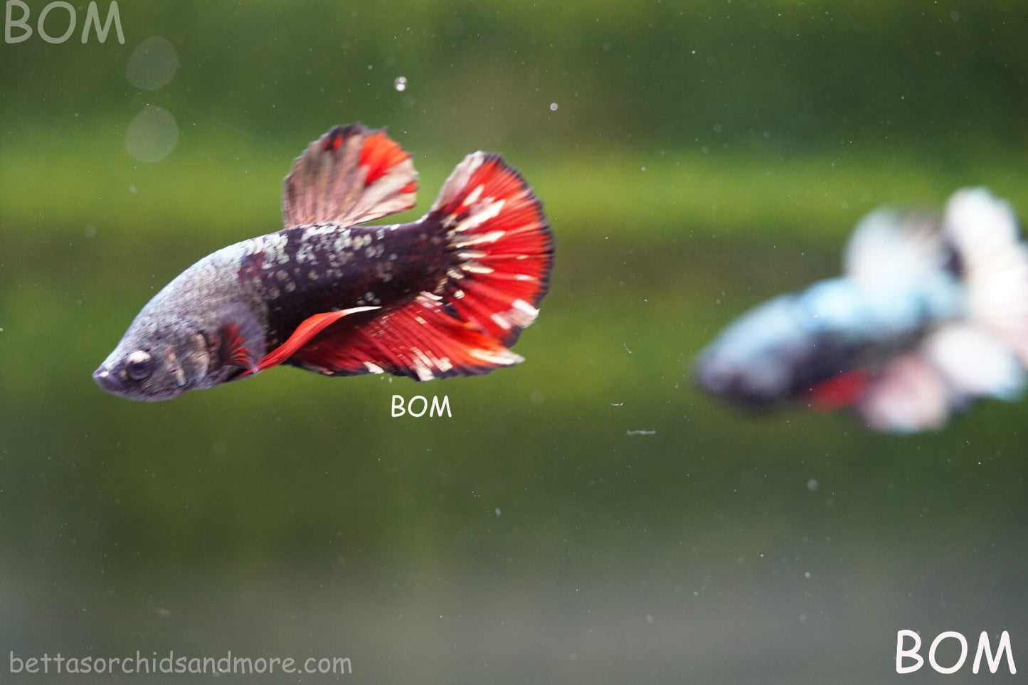 LIVE BETTA MALE AVATAR NEBULA:  Unique Fish | BOM-A234