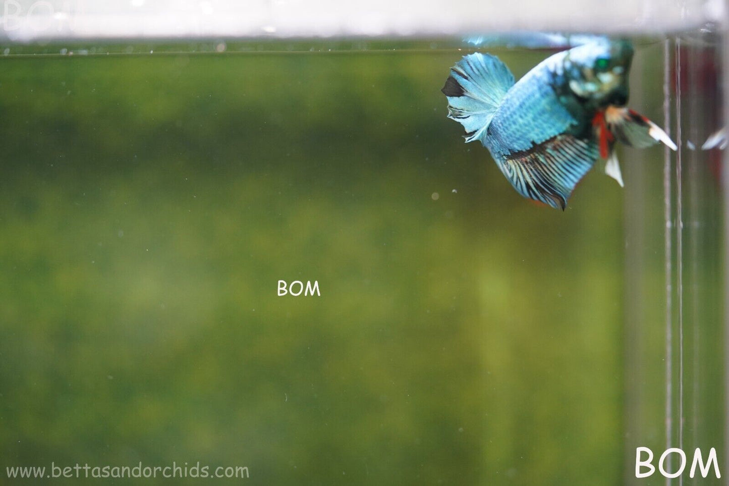 MALE GREEN HULK SERIES Plakat Betta Fish: Live HMPK | UNIQUE | BOM848