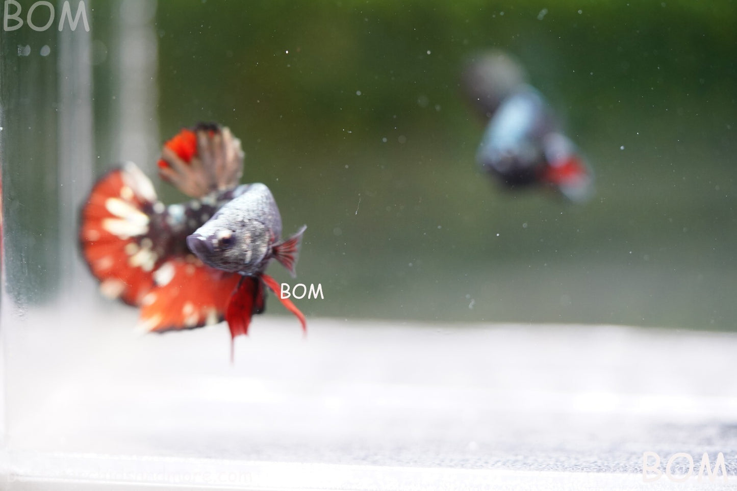 LIVE BETTA MALE AVATAR NEBULA:  Unique Fish | BOM-A234
