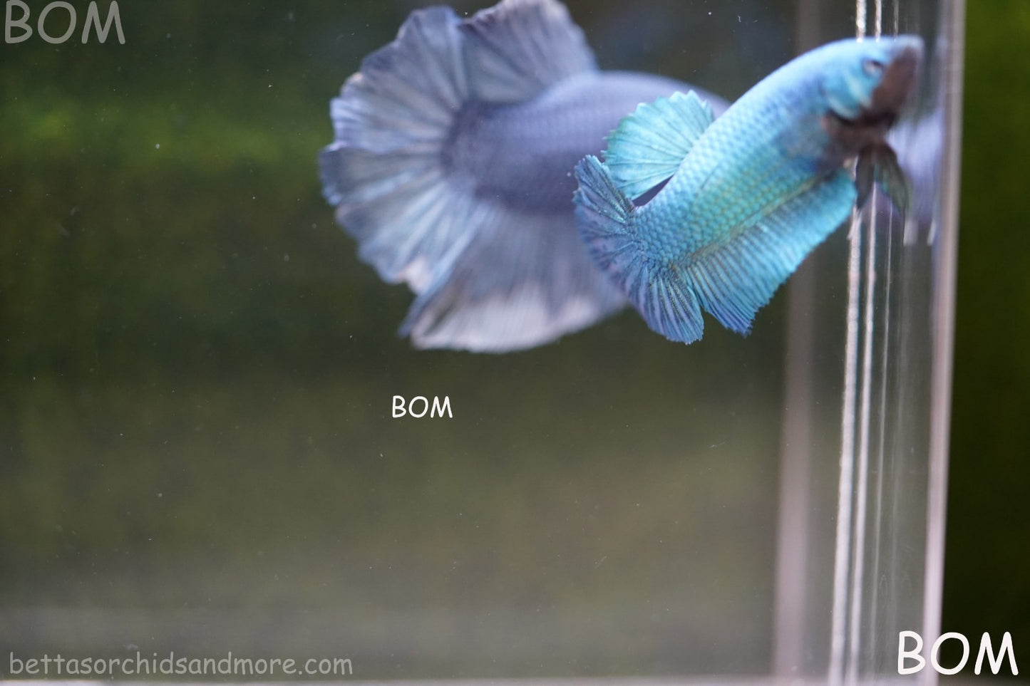 LIVE BETTA GIANT FEMALE BLUE SERIES | BOM-A310