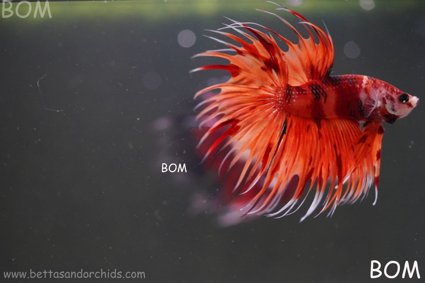LIVE BETTA MALE CROWN REDS LEOPARDS :  Unique Fish | BOM-A299