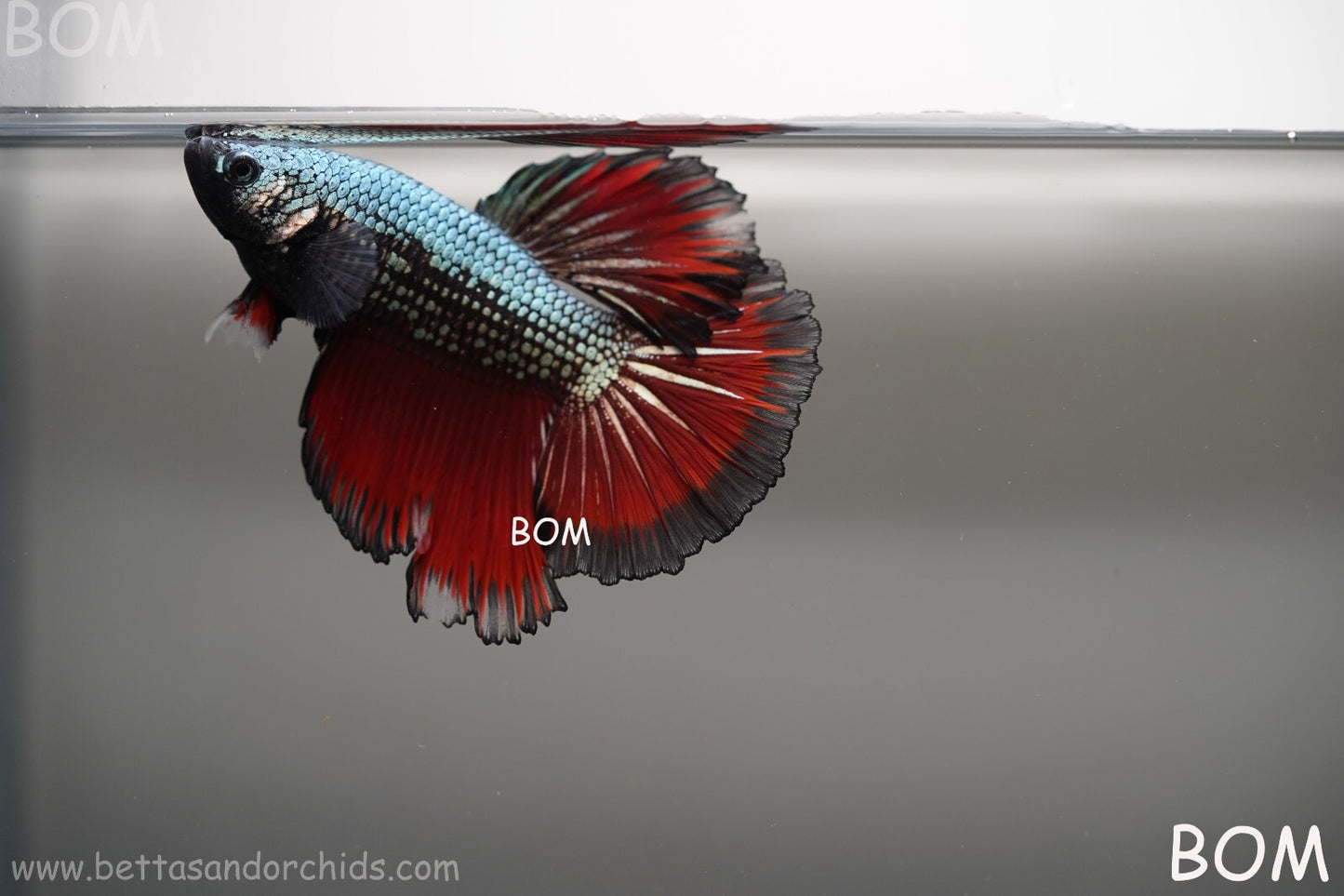 MALE HM Mamba Plakat Betta Fish: Live HMPK | BOM299