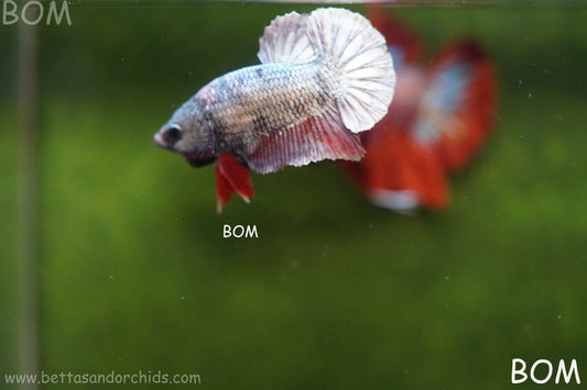 MALE COPPER SERIES HMPK Betta Fish: Live HMPK | BOM989