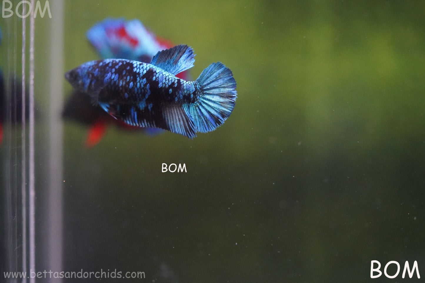 LIVE BETTA FEMALE HMPK GORDON GALAXY DUST | BOM-A503
