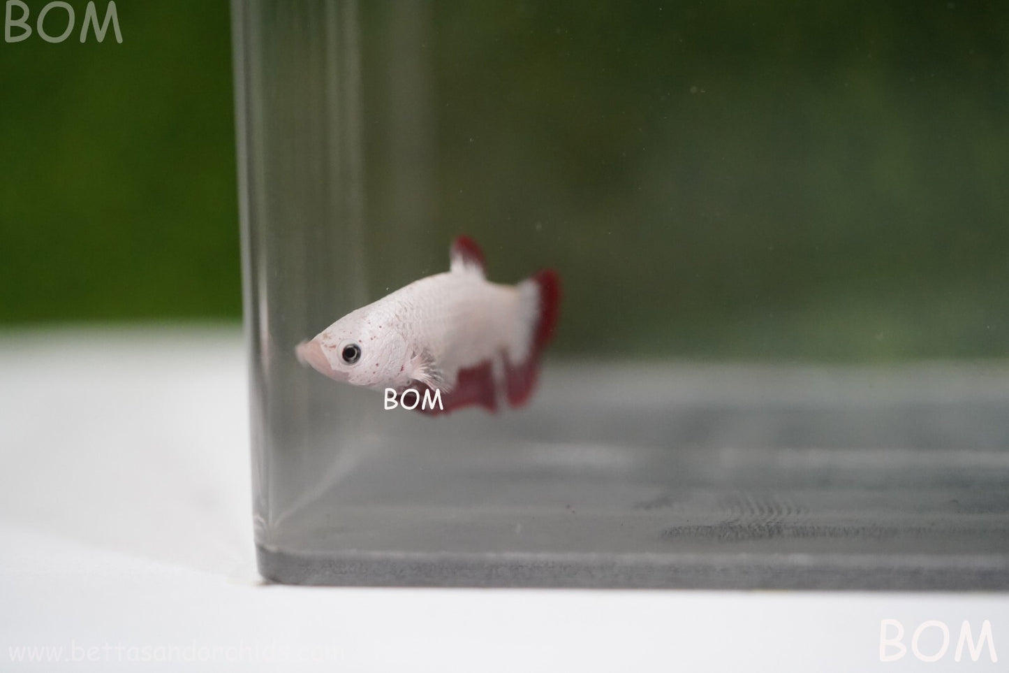 LIVE BETTA HMPK FEMALE RED DRAGON | BOM951