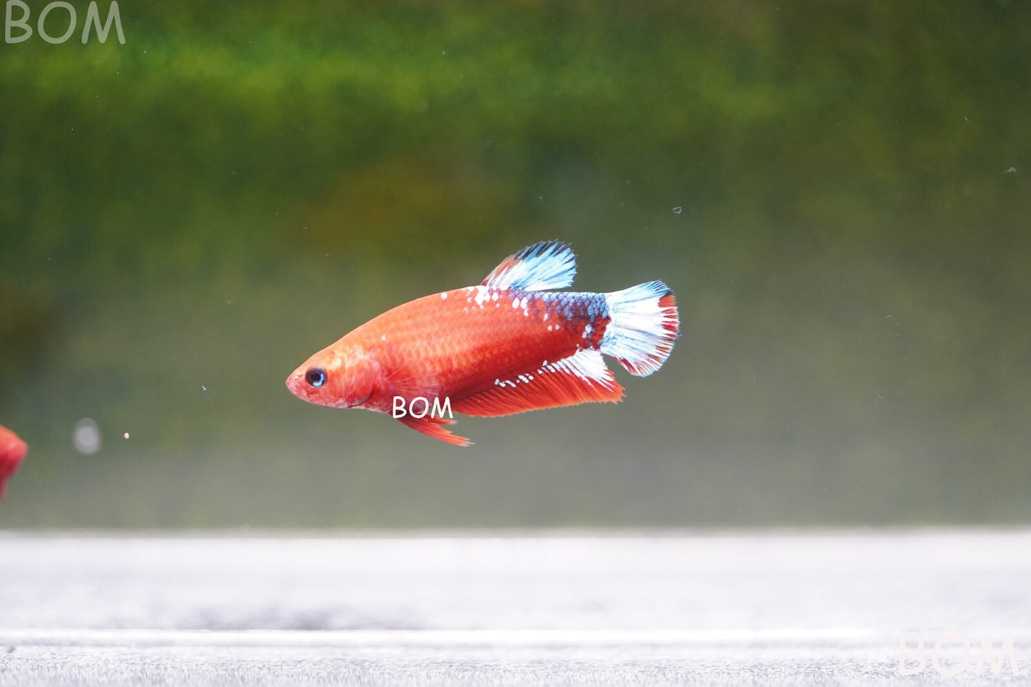 PREMIUM FEMALE HELLBOY HMPK BETTA Fish:Live HMPK | BOM-A227