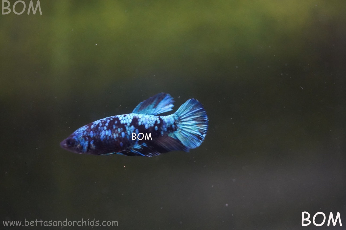 LIVE BETTA FEMALE HMPK GORDON GALAXY DUST | BOM-A503