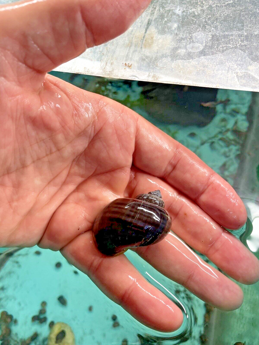 4 PURPLES Mystery Snails| Highest Quality Live: DIME SIZE SNAILS