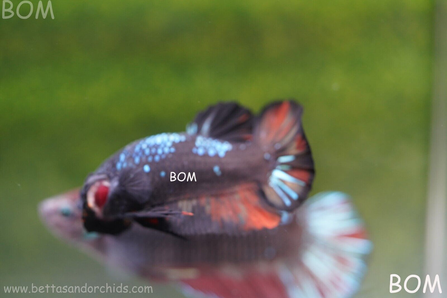 LIVE BETTA HMPK MALE BLACK VARIANT | BOM-A74