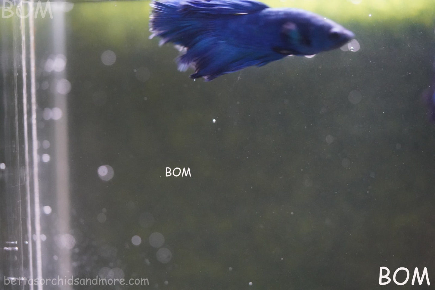 BETTA MALE LIVE HALF MOON TAIL BLUE BUTTERFLY  : Unique Fish | BOM-428