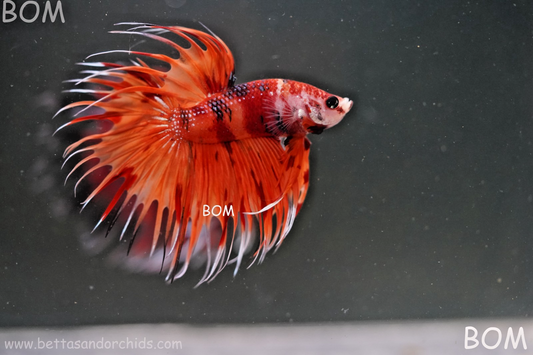 LIVE BETTA MALE CROWN REDS LEOPARDS :  Unique Fish | BOM-A299