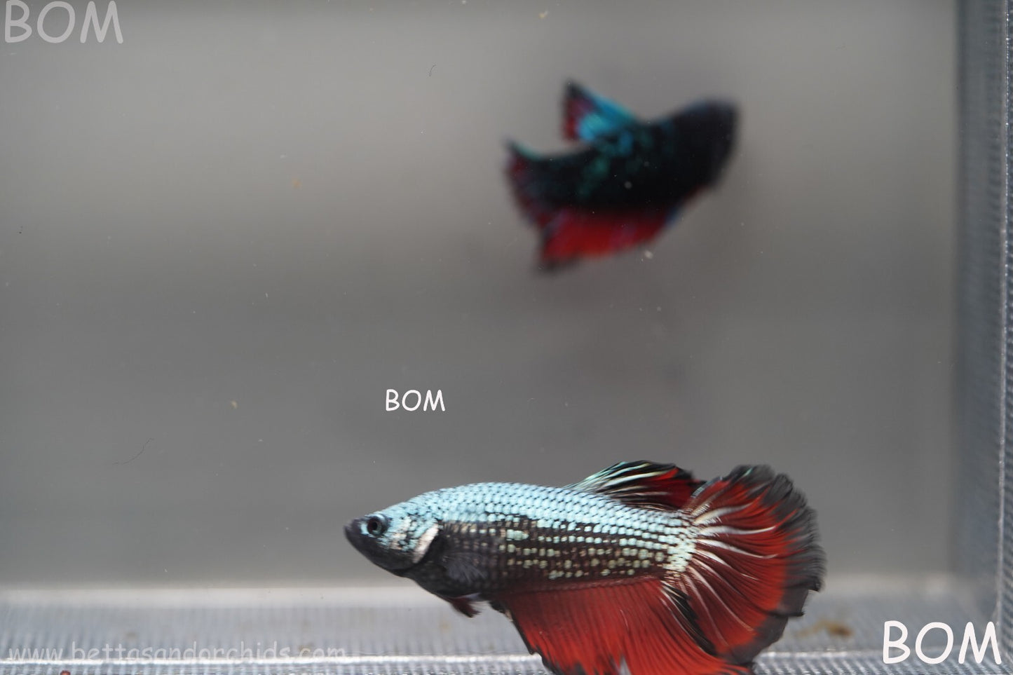 MALE HM Mamba Plakat Betta Fish: Live HMPK | BOM299