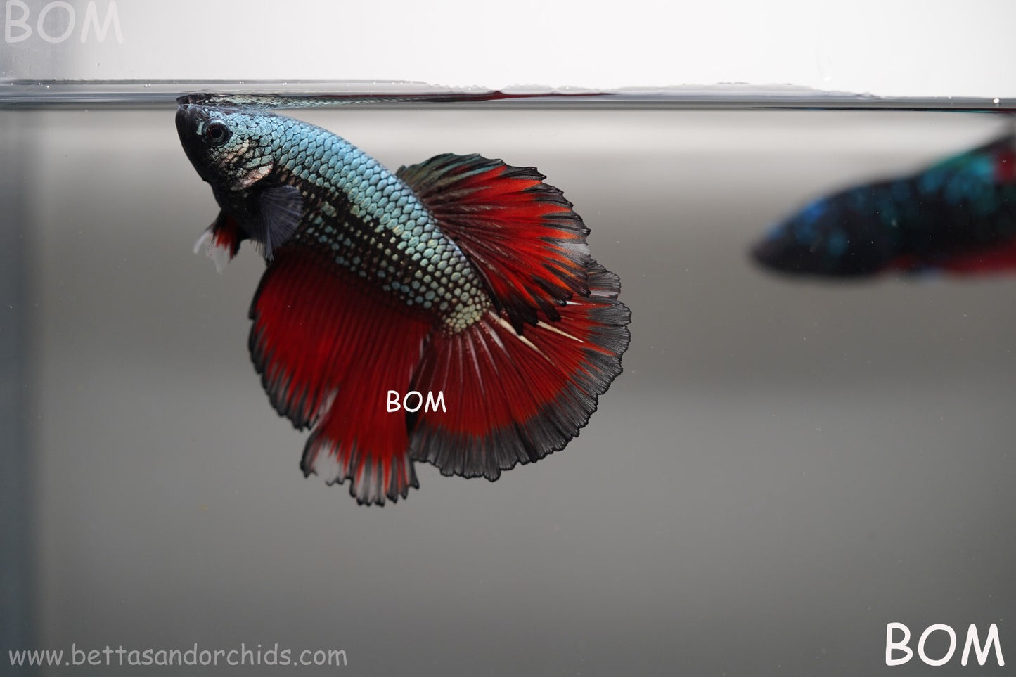 MALE HM Mamba Plakat Betta Fish: Live HMPK | BOM299