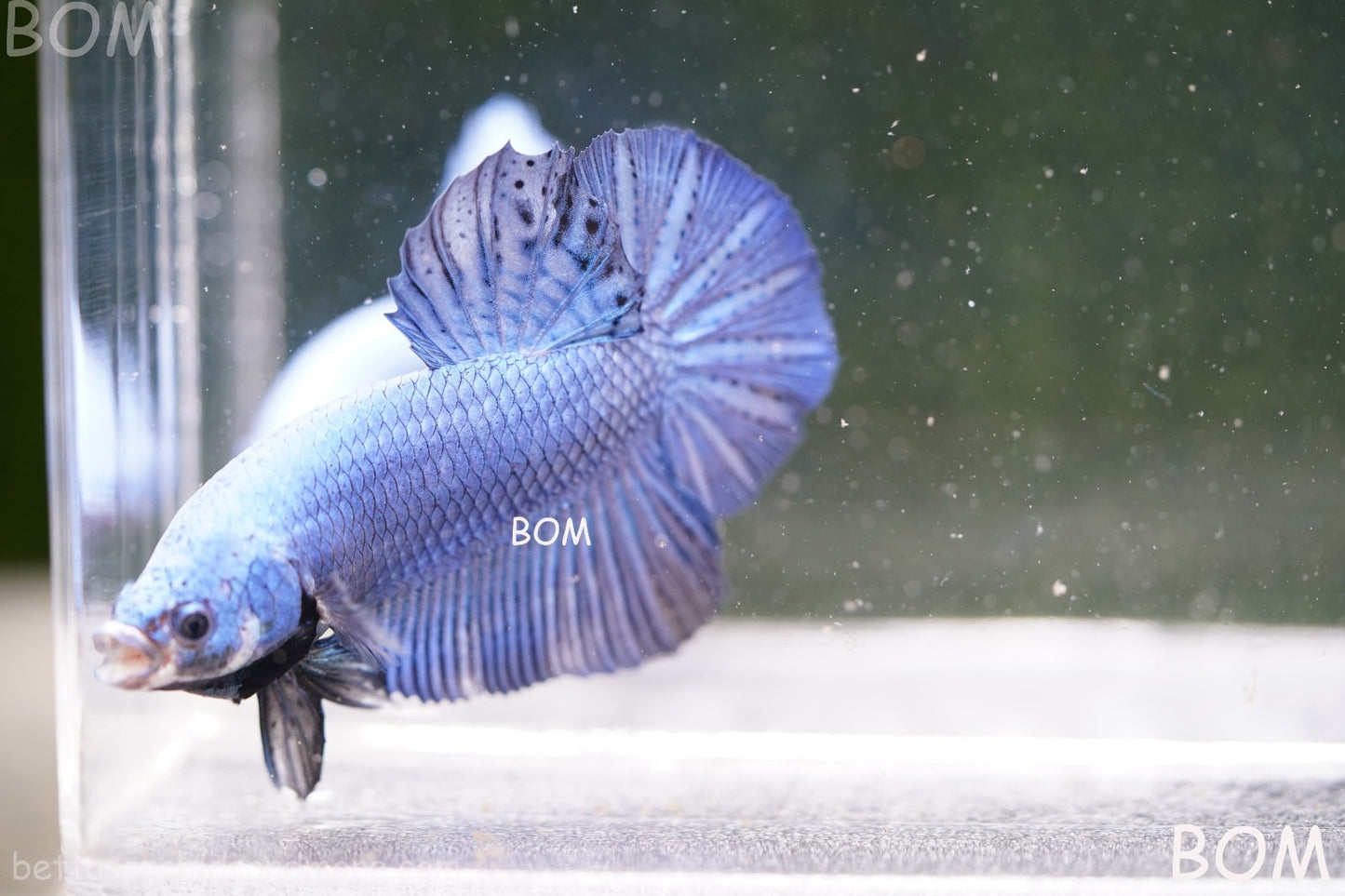 Betta Plakat GIANT MALE BLUE SERIES 5 CM BO | BOM-A305
