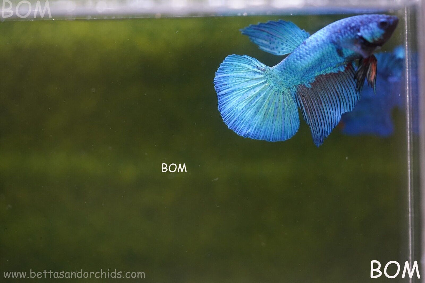 MALE BLUE LONG FIN SERIES Plakat Betta Fish: Live HMPK BOM-A70