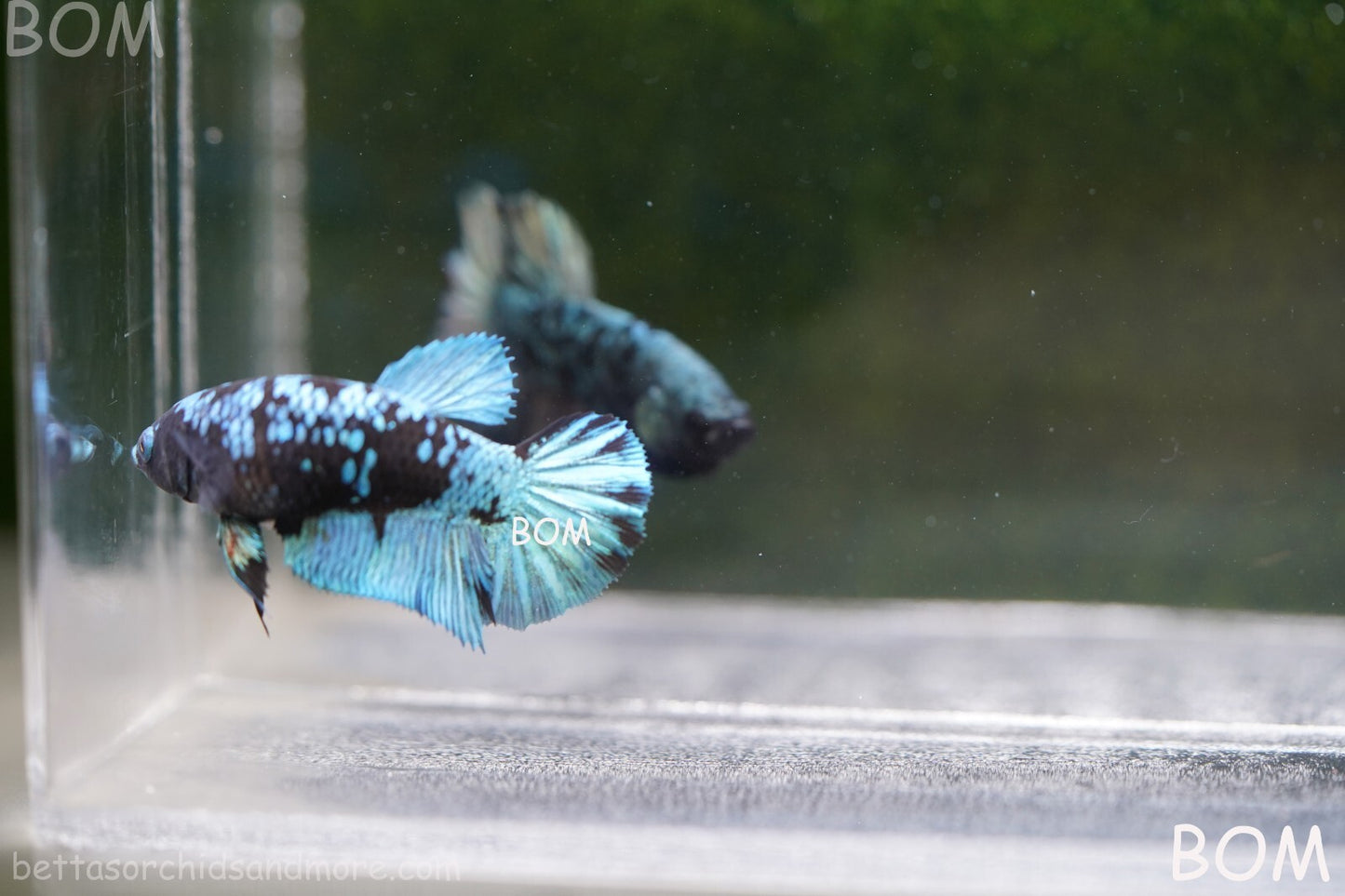 LIVE BETTA FEMALE HALFMOON BLUE AVATAR:  Unique Fish | BOM-A237