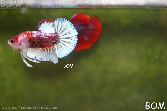 MALE BETTA PLAKAT JUNIOR MULTICOLOUR | BOM845