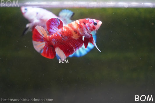 LIVE BETTA HMPK MALE LEOPARD | BOM-A264