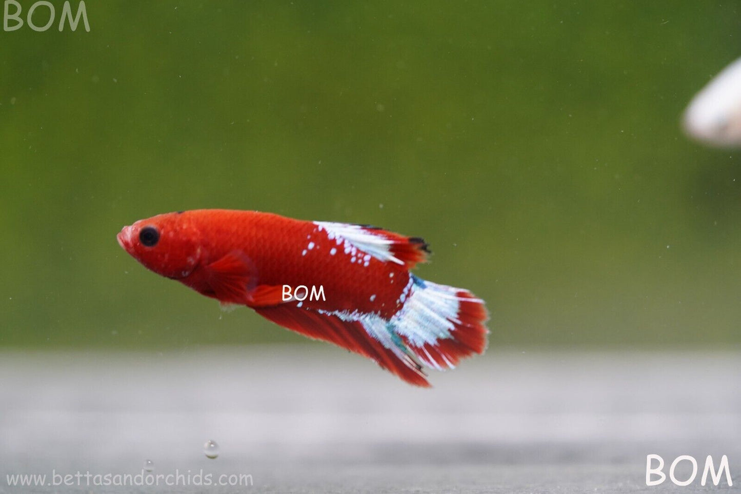 PREMIUM FEMALE HELLBOY HMPK BETTA Fish:Live HMPK | BOM863