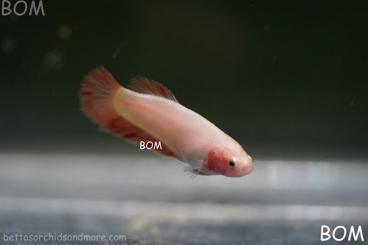 LIVE BETTA FEMALE ARMAGGEDDOM | A VERY UNIQUE FISH  | BOM-A417