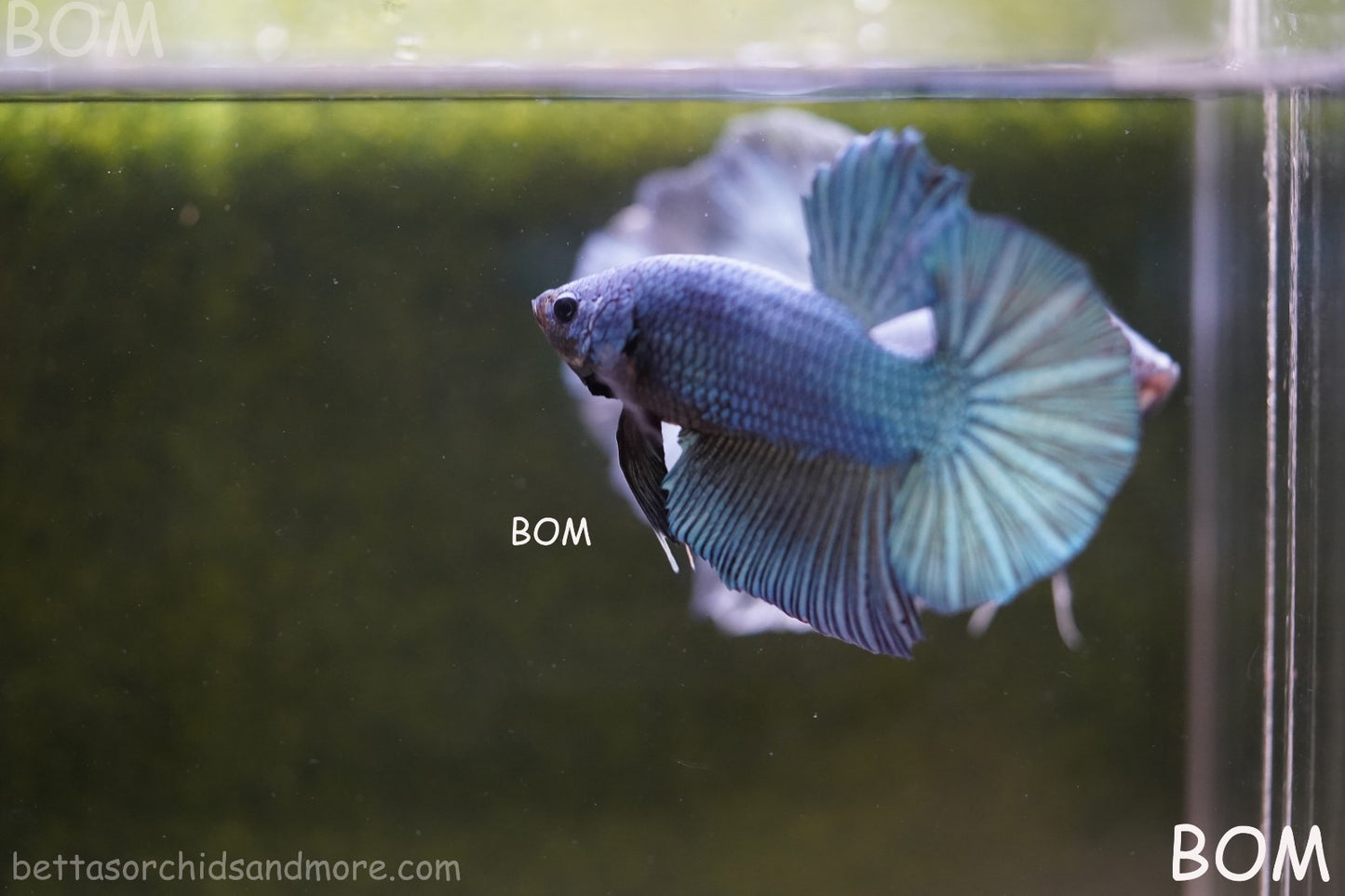 Betta Plakat GIANT MALE BLUE SERIES 5 CM BO | BOM-A309