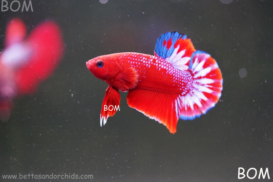 PREMIUM MALE HELLBOY HMPK BETTA Fish:Live HMPK | BOM-A270