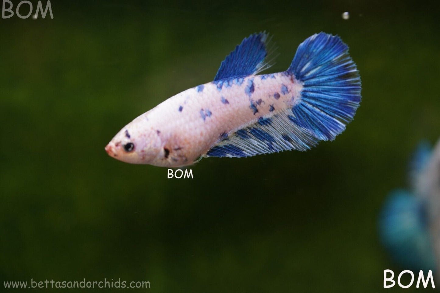 LIVE BETTA FEMALE BLUE MARBLE DOTS HMPK I BOM-A111