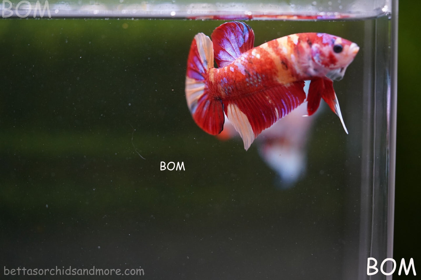 LIVE BETTA HMPK MALE LEOPARD | BOM-A264