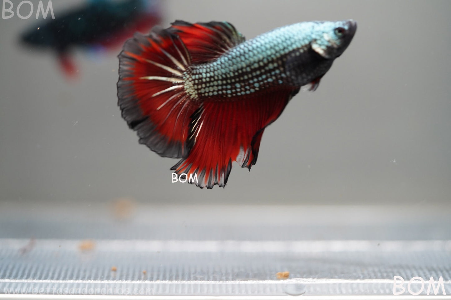MALE HM Mamba Plakat Betta Fish: Live HMPK | BOM299