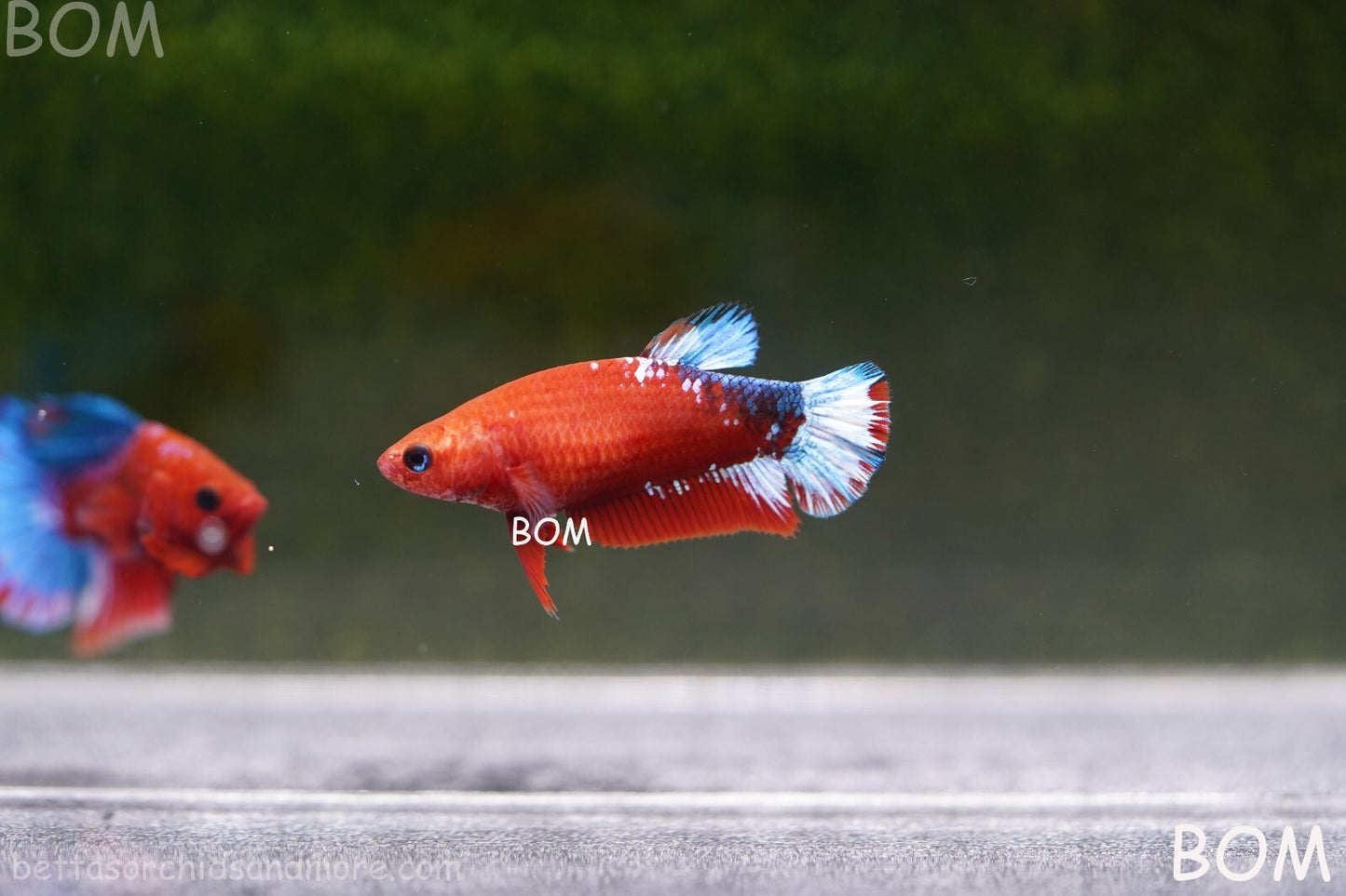PREMIUM FEMALE HELLBOY HMPK BETTA Fish:Live HMPK | BOM-A227