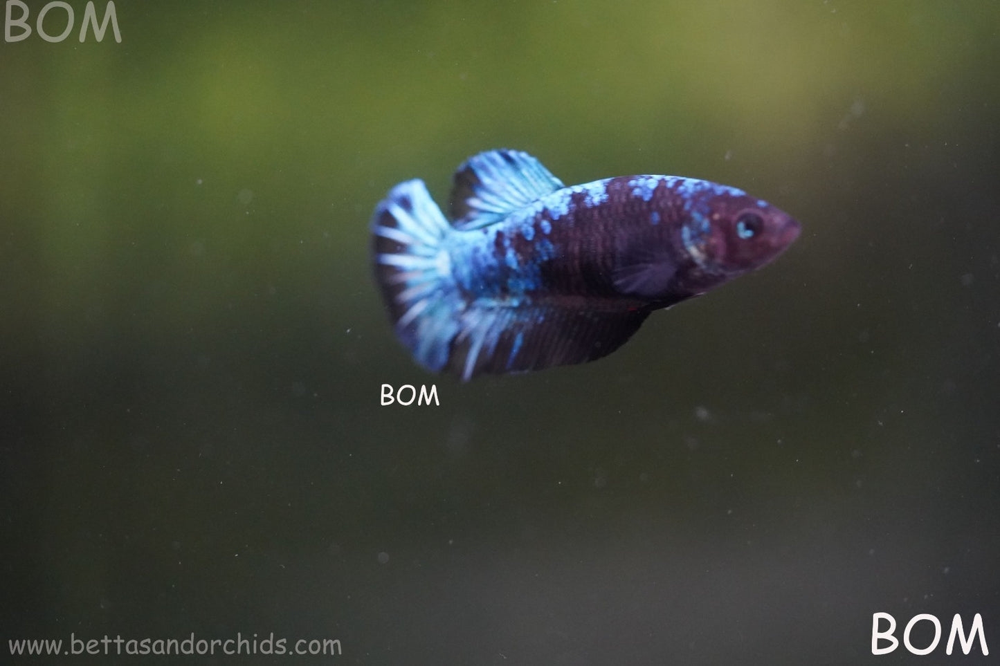 LIVE BETTA FEMALE HMPK GORDON GALAXY DUST | BOM-A504