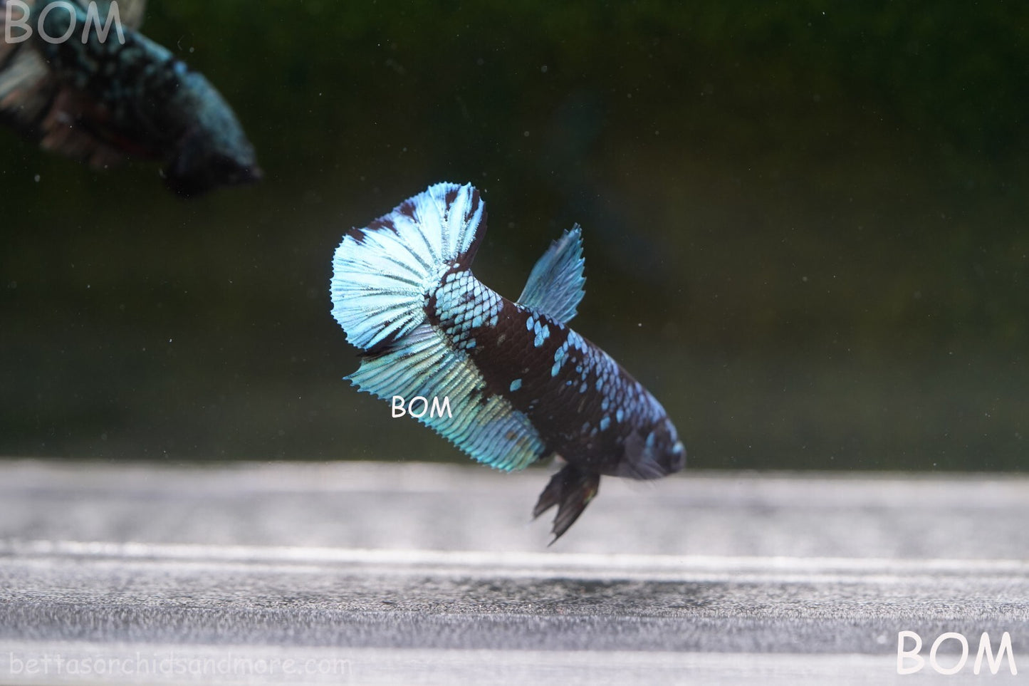 LIVE BETTA FEMALE HALFMOON BLUE AVATAR:  Unique Fish | BOM-A237