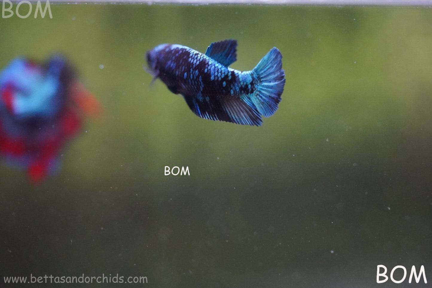 LIVE BETTA FEMALE HMPK GORDON GALAXY DUST | BOM-A503