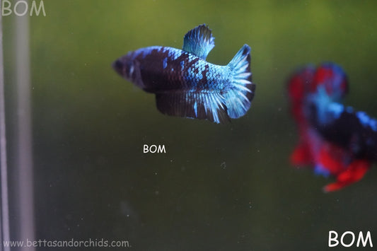 LIVE BETTA FEMALE HMPK GORDON GALAXY DUST | BOM-A504