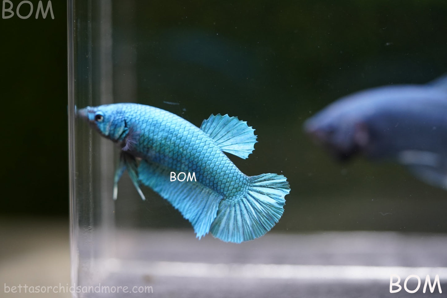 LIVE BETTA GIANT FEMALE BLUE SERIES | BOM-A310