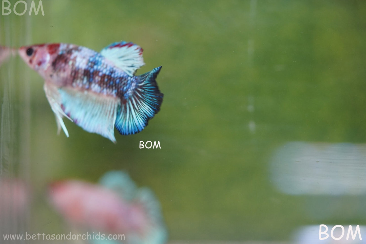 MALE BETTA HMPK MULTICOLOUR | BOM934