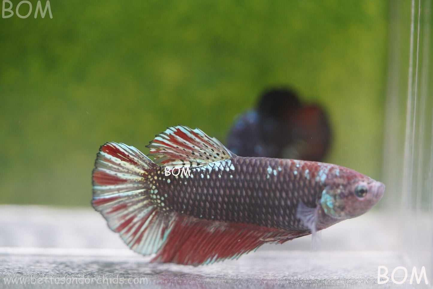 LIVE BETTA HMPK GIANT MALE BLACK VARIANT | BOM-A46